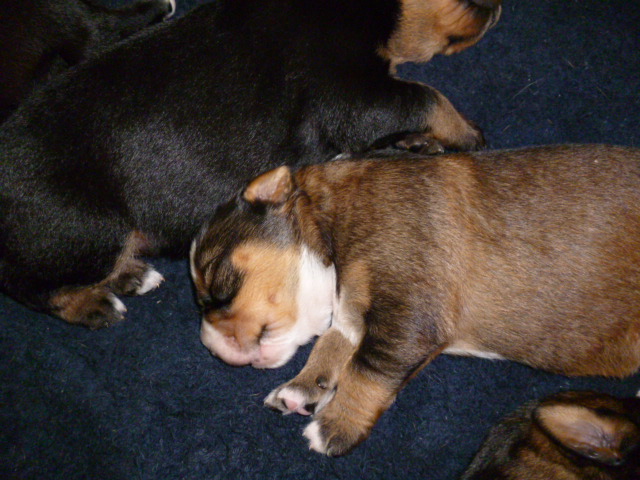 Tina die Rottweilerhündin  ist Mama geworden