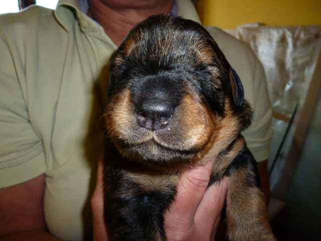 Tina die Rottweilerhündin  ist Mama geworden