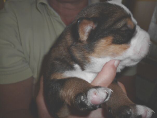 Tina die Rottweilerhündin  ist Mama geworden