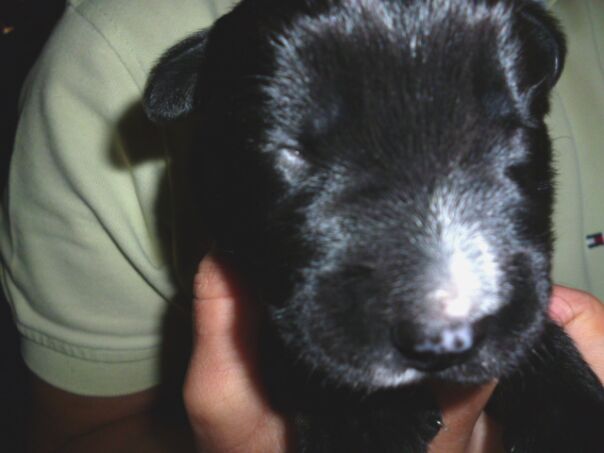 Tina die Rottweilerhündin  ist Mama geworden