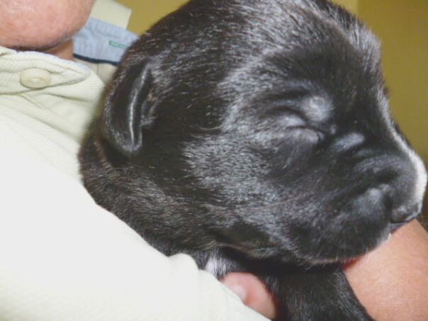 Tina die Rottweilerhündin  ist Mama geworden