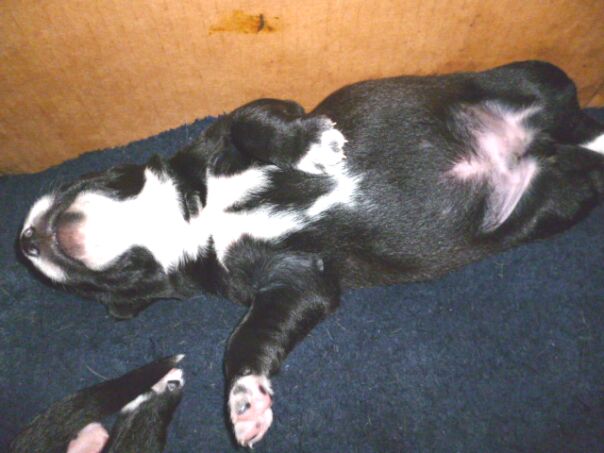 Tina die Rottweilerhündin  ist Mama geworden