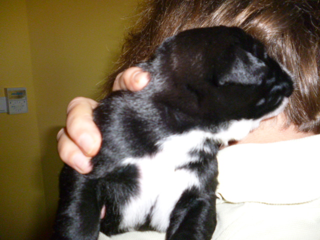 Tina die Rottweilerhündin  ist Mama geworden