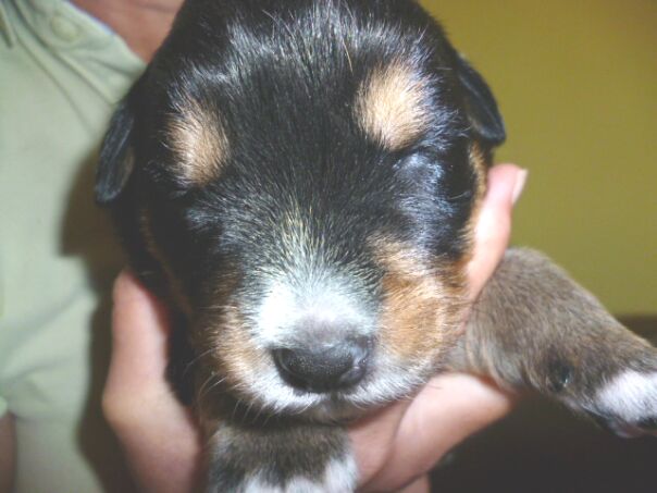 Tina die Rottweilerhündin  ist Mama geworden