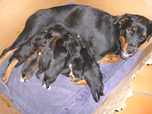 Tina die Rottweilerhündin  ist Mama geworden