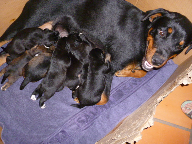 Tina die Rottweilerhündin  ist Mama geworden