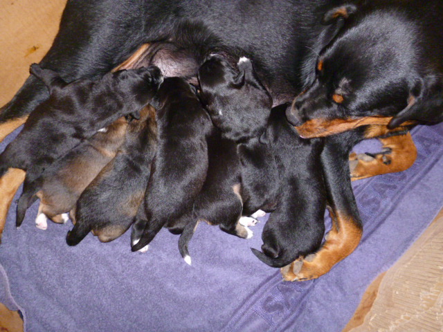 Tina die Rottweilerhündin  ist Mama geworden
