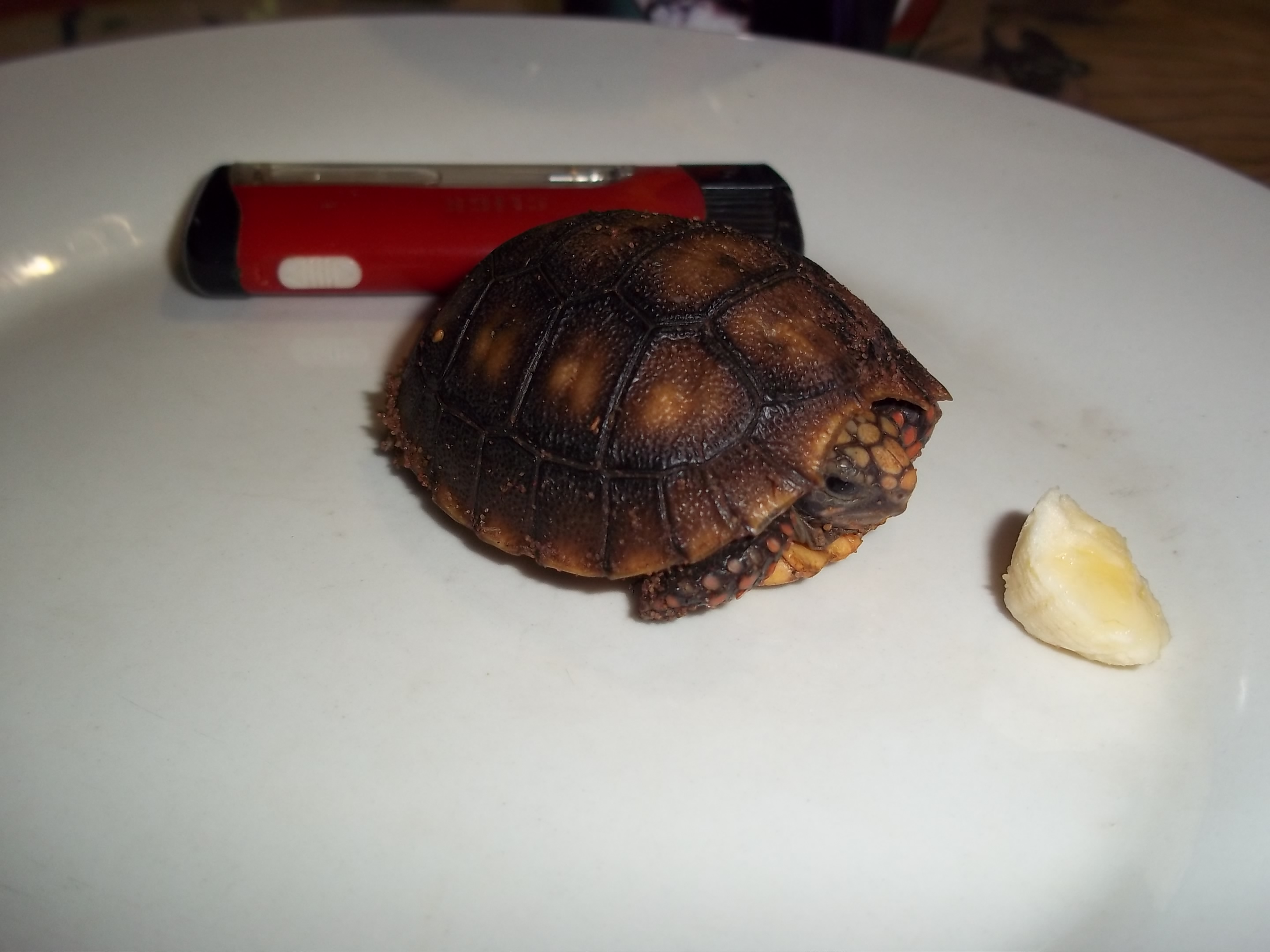 Schildkröten -Titi -Kiwi - Elvira 001