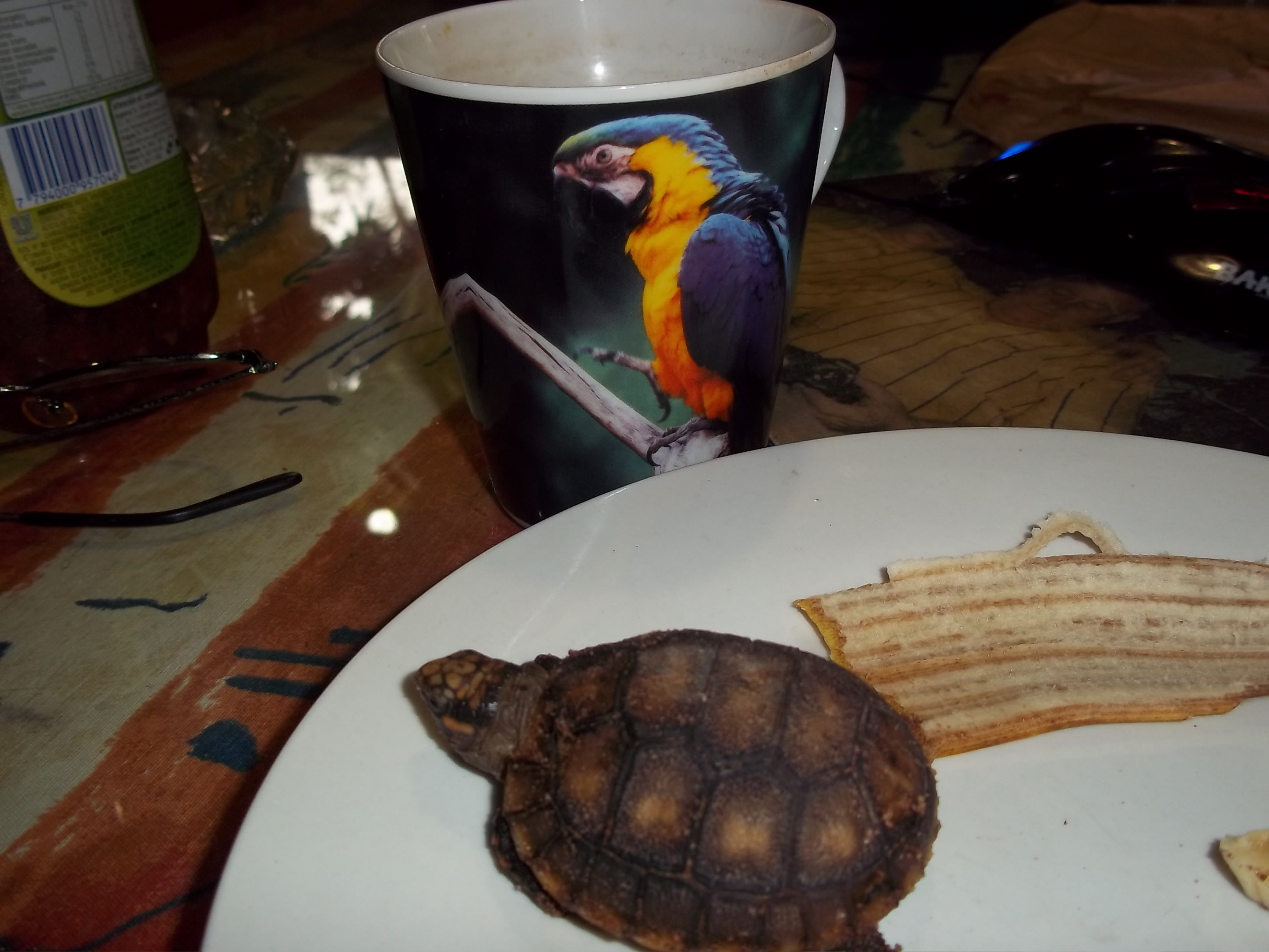 Schildkröten -Titi -Kiwi - Elvira 003