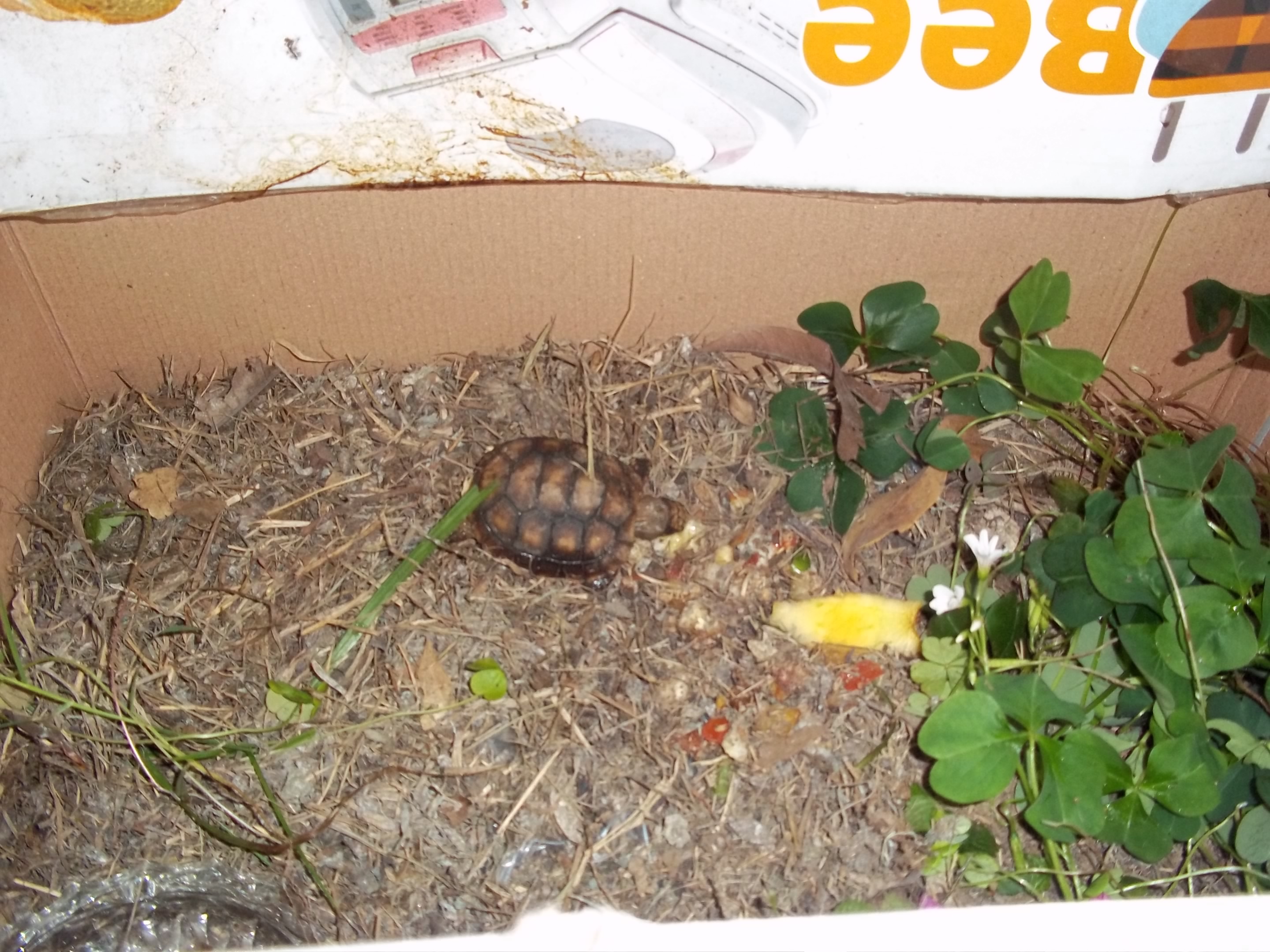 Schildkröten -Titi -Kiwi - Elvira 005