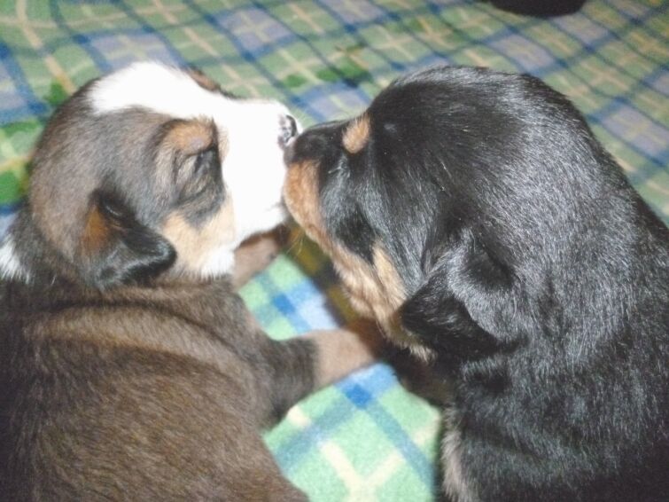 Rottweilermischlingswelpen