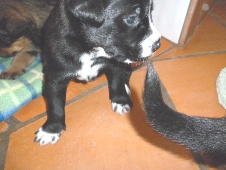 Rottweilermischlingswelpen