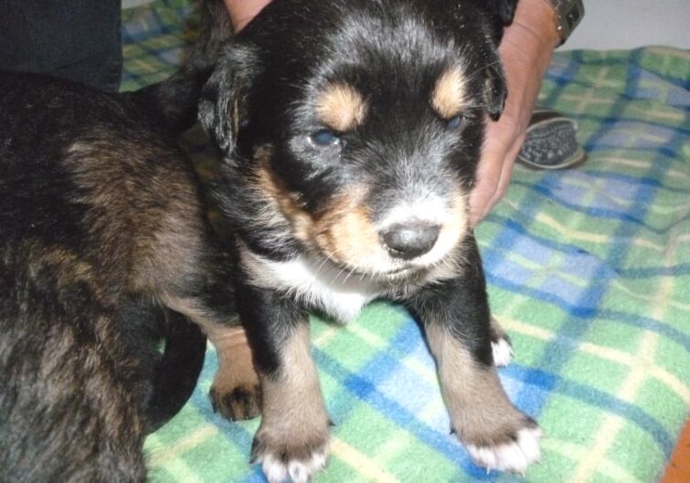 Rottweilermischlingswelpen