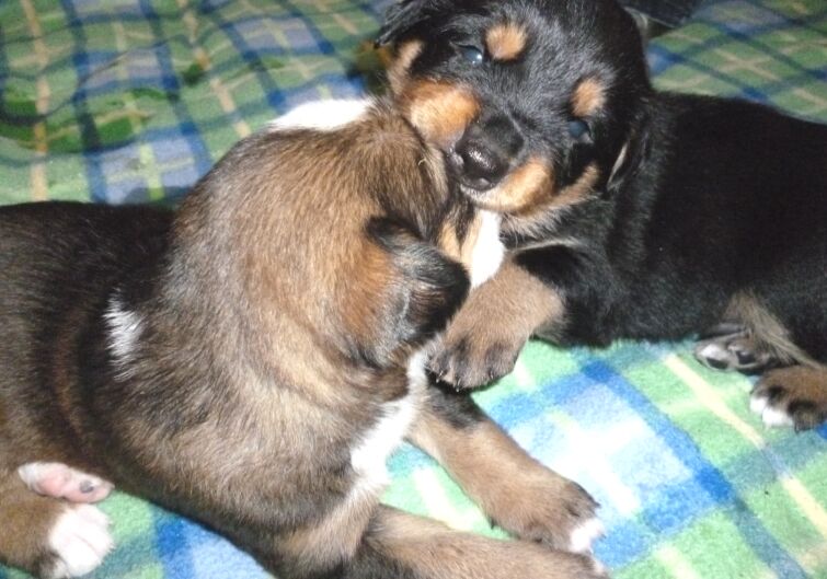 Rottweilermischlingswelpen