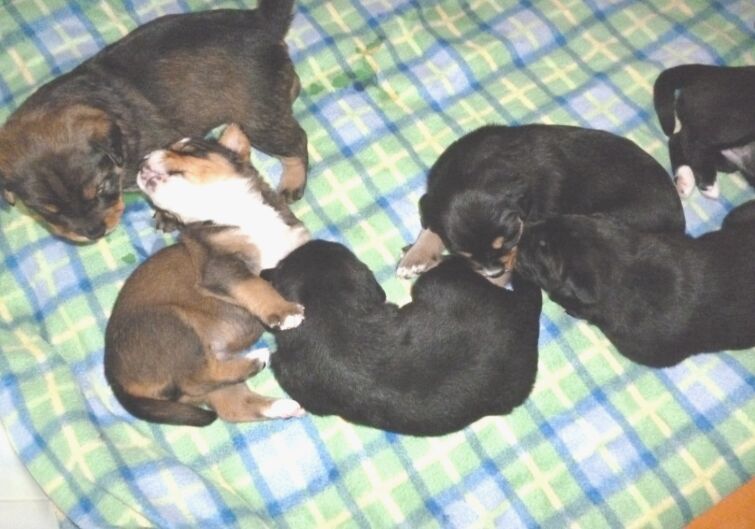 Rottweilermischlingswelpen