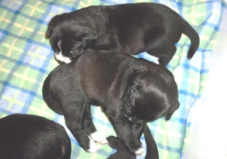 Rottweilermischlingswelpen