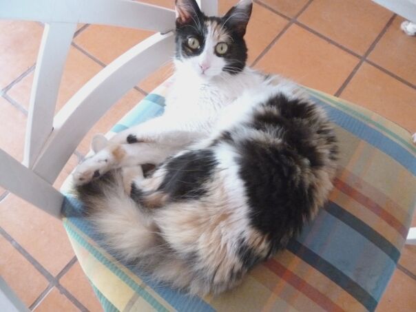 Rottweilermischlingswelpen