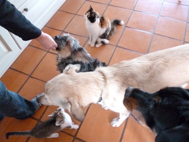 Rottweilermischlingswelpen