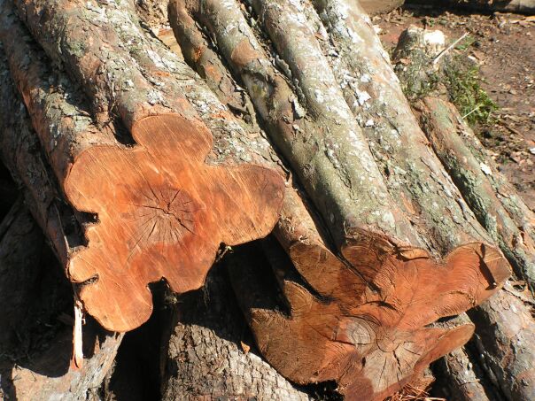 MINOLTA DIGITAL CAMERA