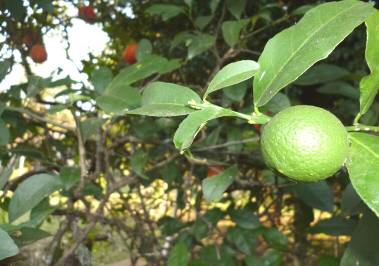 Herz was will ich mehr