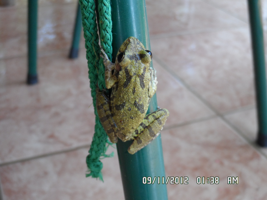 Lieber Besuch, Ywapuru und Boris mit Cora