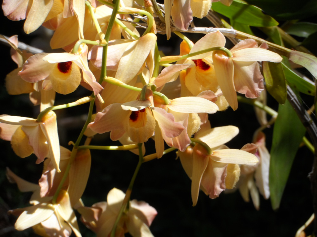 Lieber Besuch, Ywapuru und Boris mit Cora