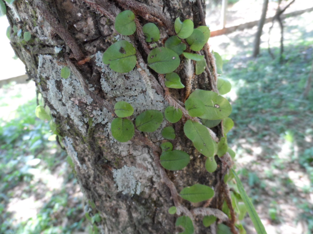 Lieber Besuch, Ywapuru und Boris mit Cora