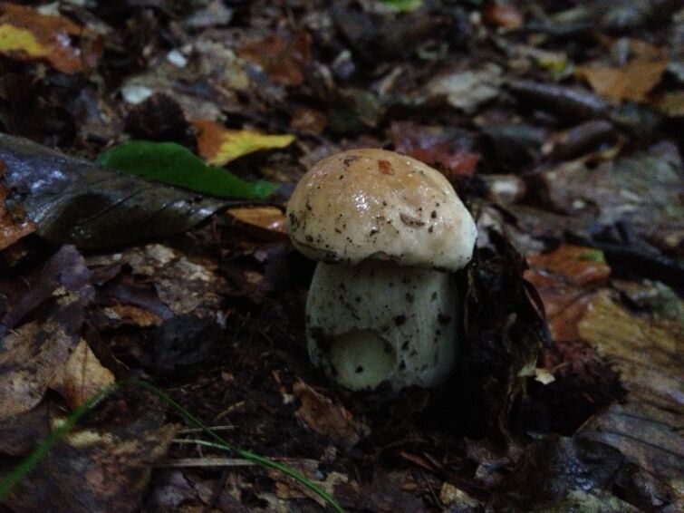 Pilze sammeln – das sollte beachtet werden