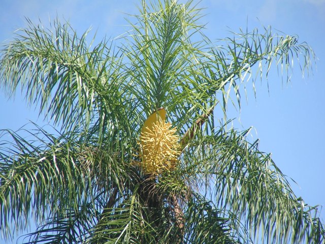 WEIHNACHTEN IN PARAGUAY