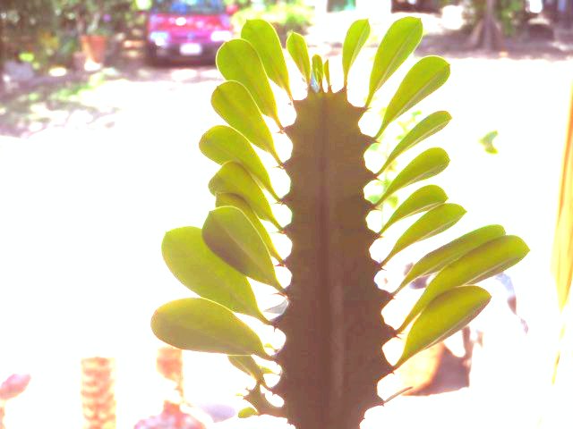 Frühling in Paraguay und es weihnachtet sehr