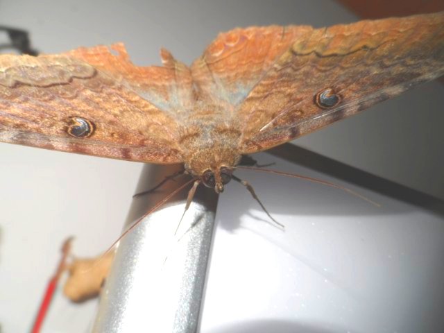 Frühling in Paraguay und es weihnachtet sehr