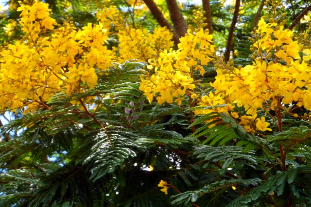 Frühling in Paraguay und es weihnachtet sehr