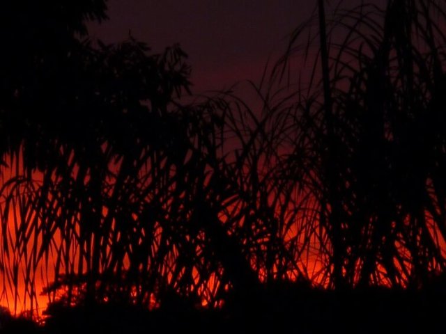 Neue und alte Käfer in unserem Garten