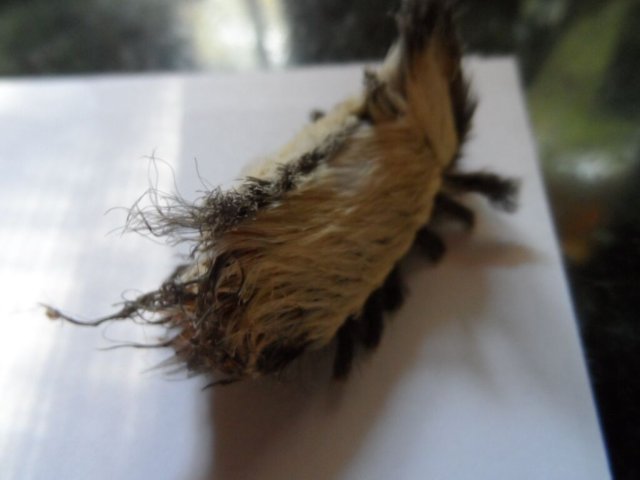 Neue und alte Käfer in unserem Garten