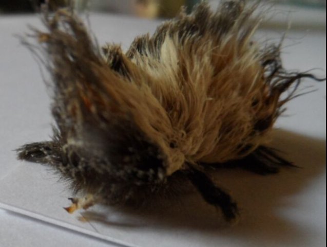 Neue und alte Käfer in unserem Garten