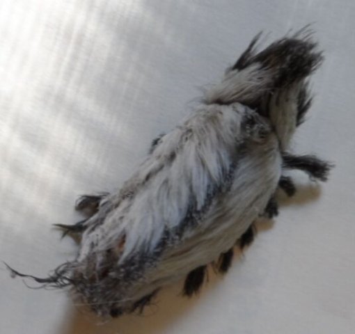 Neue und alte Käfer in unserem Garten