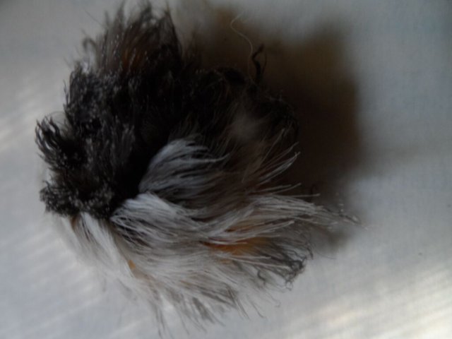 Neue und alte Käfer in unserem Garten