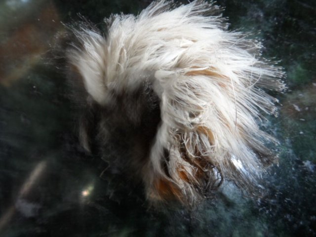 Neue und alte Käfer in unserem Garten