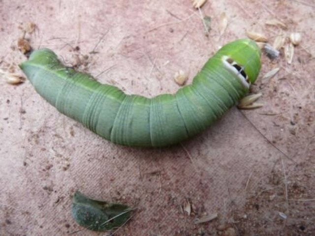 Neue und alte Käfer in unserem Garten