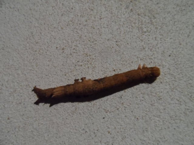 Neue und alte Käfer in unserem Garten