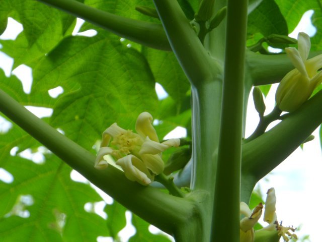Neue und alte Käfer in unserem Garten