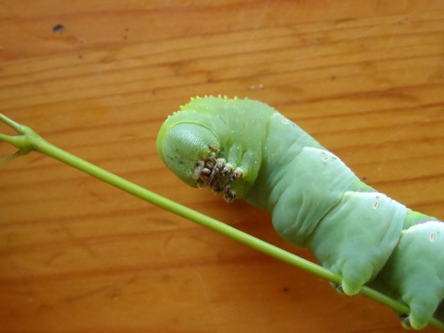 Trotz Regentanz kein Regen 