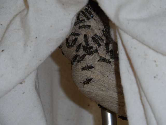 Trotz Regentanz kein Regen 