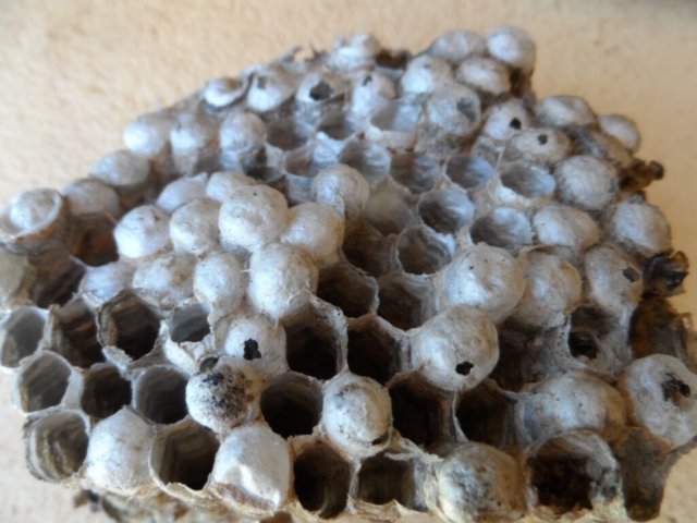 Neue und alte Käfer in unserem Garten