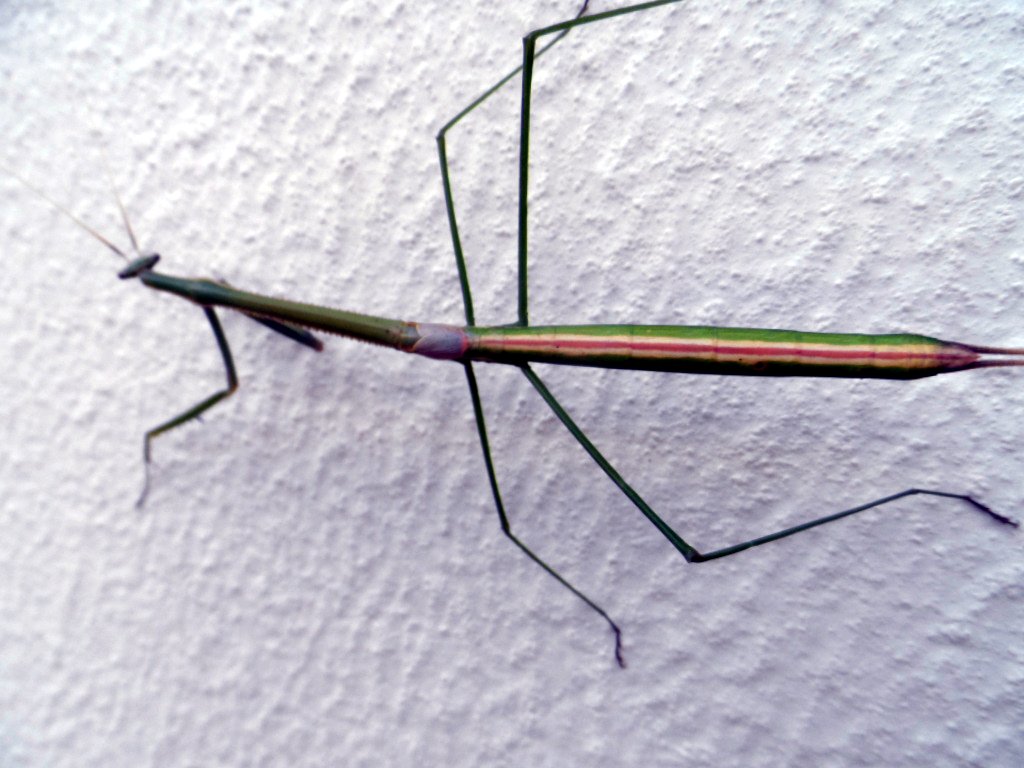 der Mai ist gekommen.........