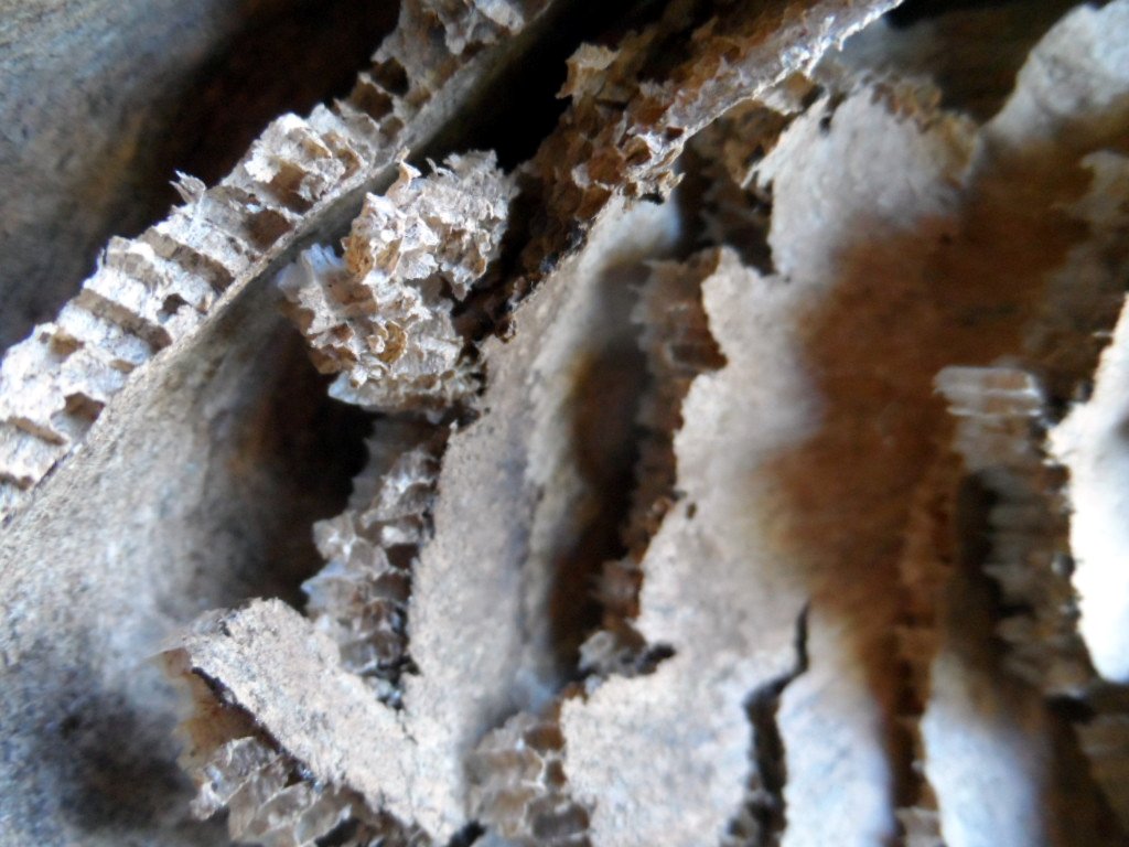 der Mai ist gekommen.........