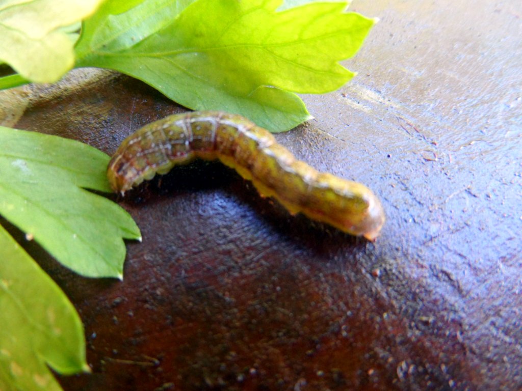 der Mai ist gekommen.........