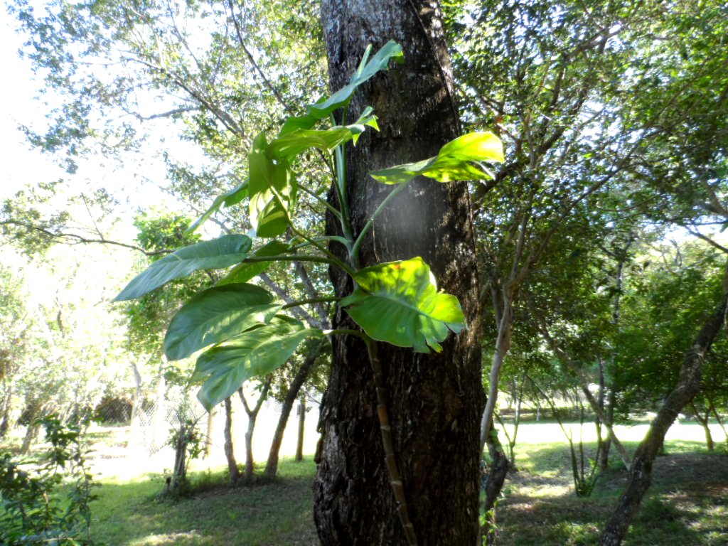 der Mai ist gekommen.........