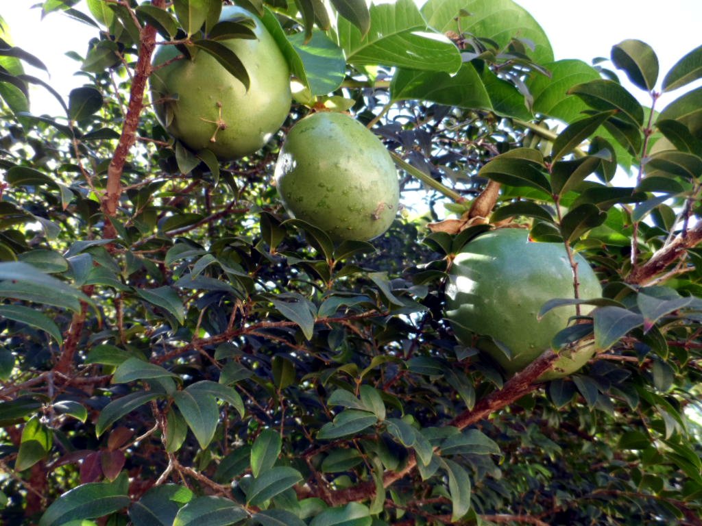 der Mai ist gekommen.........