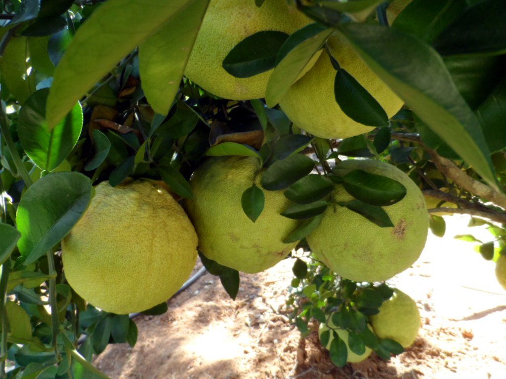 der Mai ist gekommen.........